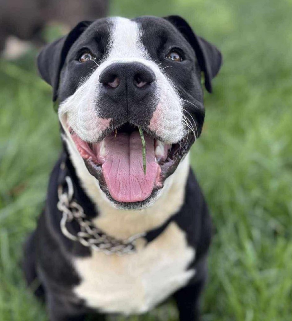 Digby looking happy in foster care